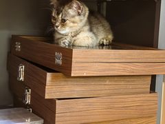 -楼上猫咖(罗湖店)