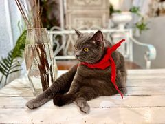 -共舞时光猫咖·狗咖(新街口店)