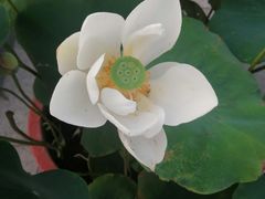 -莲花池公园