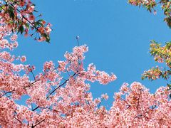 -顾村公园
