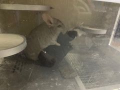 -北京观赏动物医院·24小时大型综合·猫专科·异宠专科