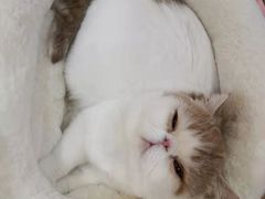 -滚猫咖啡·猫咖·猫友好撸猫(未来城店)
