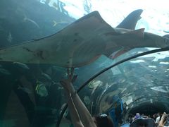 -悉尼海洋生物水族馆