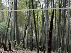 -上海佘山国家森林公园天马山园