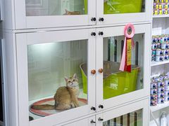 -青奢宠物·青奢猫舍