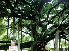 -瑞丽独树成林风景区