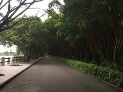 -大湾区中央湿地公园