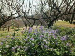-苏州上方山国家森林公园