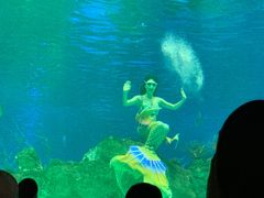 -芜湖新华联大白鲸海洋公园