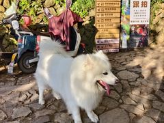 -杨家堂村