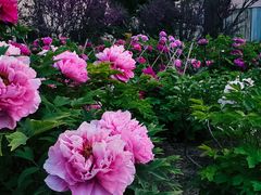 -曹州百花园