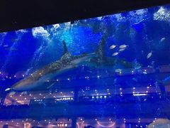 -成都浩海立方海洋公园