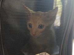 -伟伟宠物医院·CT影像中心·瑞派犬猫综合性门诊(汉口总院)