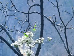 -洛阳白云山景区