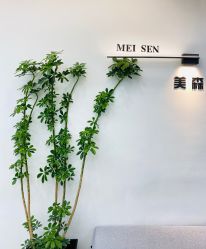 -美森形象