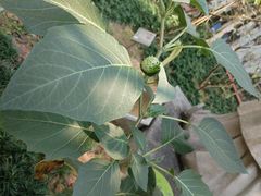-广州神农草堂中医药博物馆