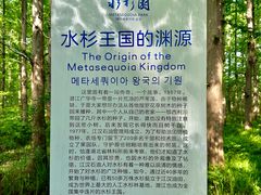 -水杉园