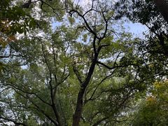 -上海佘山国家森林公园天马山园