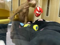 -momokira米努特·德文卷毛猫·棉花面纱犬