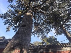 -阳台山自然风景区