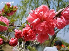 -南汇桃花村