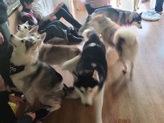 -Husky Go! 哈士奇体验馆·宠物咖啡厅狗咖