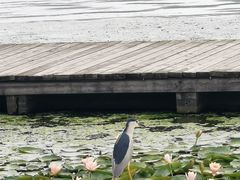 -水上明月·湖景餐厅