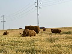 -杭州湾海上花田景区
