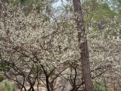 -三圣花乡旅游区