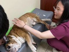 -美联众合动物医院·24h转诊中心