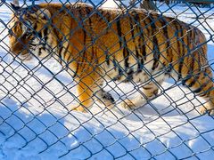-横道河子东北虎林园