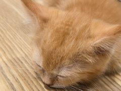 -楼上猫咖(罗湖店)