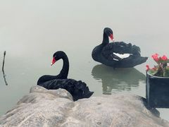 -荷兰花海