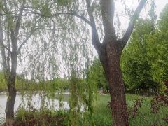 -大兴滨河森林公园