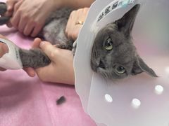 -北京观赏动物医院·24小时大型综合·猫专科·异宠专科