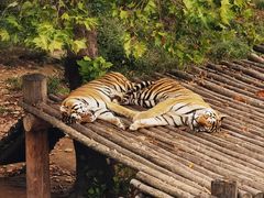 -西霞口神雕山野生动物世界