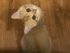 -东方名猫馆·英短金渐层布偶猫舍(环线广场1号楼店)