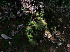 -九曜山
