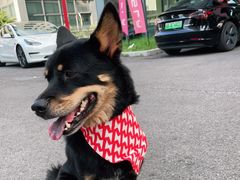 -TESLA 特斯拉(深圳观澜特斯拉直营钣喷中心)