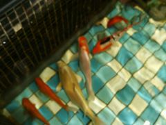 -上和臻品中国菜(花园街店)