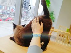 -藏猫猫咖啡主题馆(中央大道店)