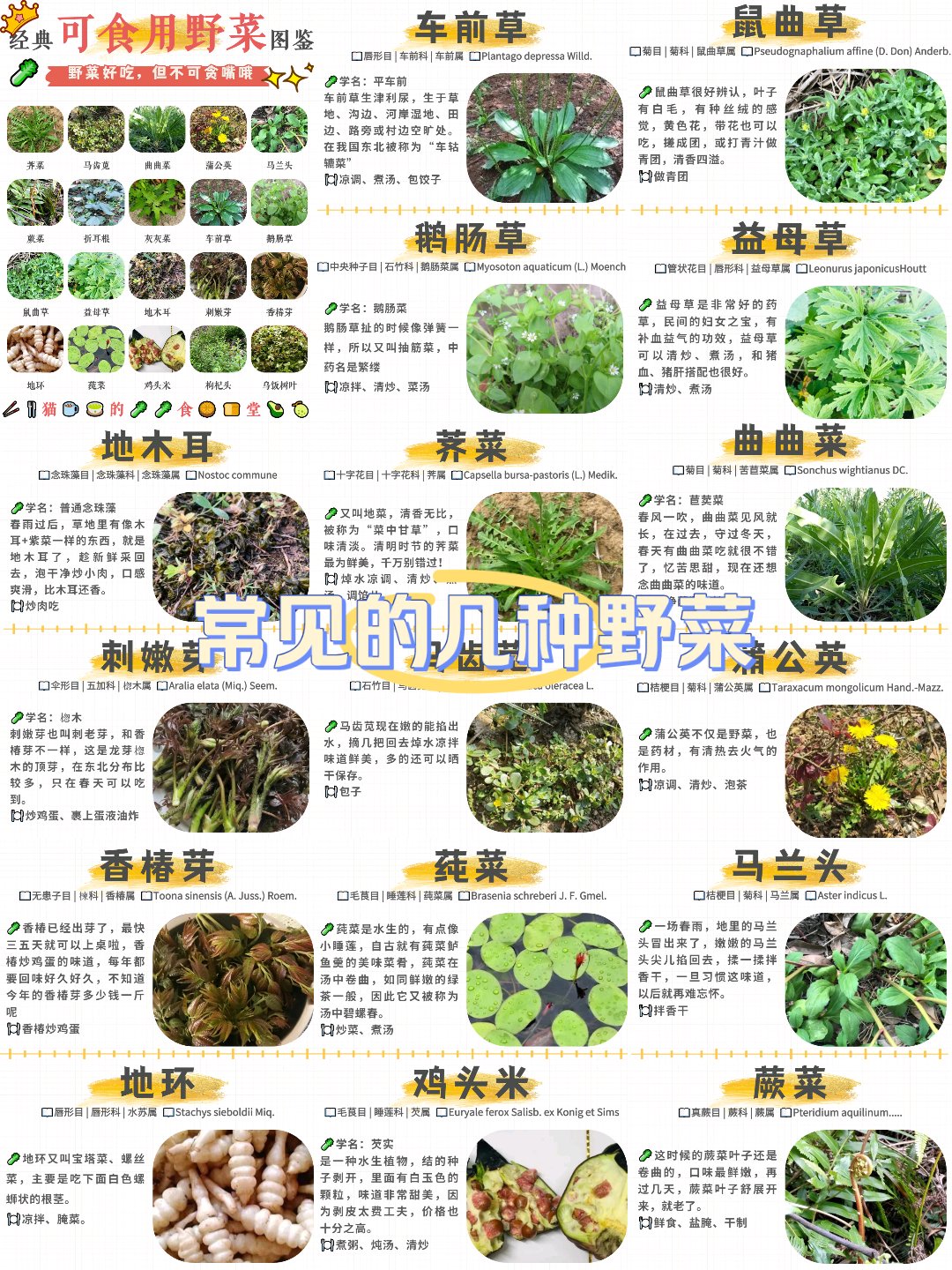 广东菜山野菜营养价值图片