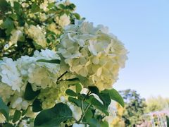 -上海滨江森林公园