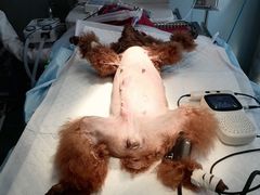 -伟伟宠物医院·CT影像中心·瑞派犬猫综合性门诊(汉口总院)