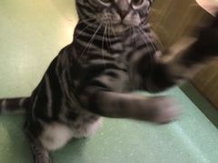 -藦茜花园宠物主题亲子互动体验馆(国顺东路店)