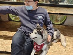-Husky Go! 哈士奇体验馆·宠物咖啡厅狗咖