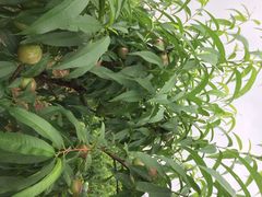 iphone_upload_pic-旺山景区