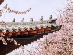 -桃花堤公园
