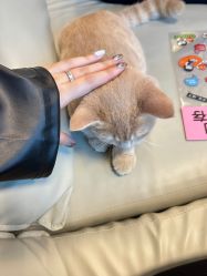 -極致刺青TATTOO STUDIO 私人订制