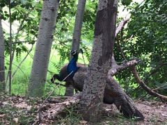 -北京麋鹿生态实验中心